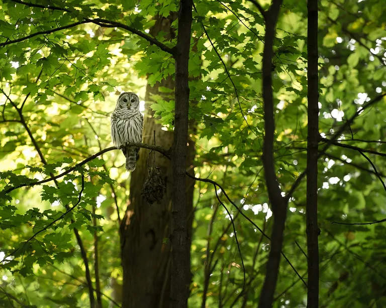 Barred owl perched against a dark woodland background