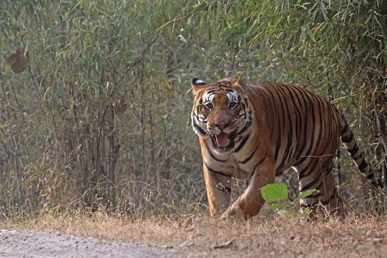 Wild Bengal tiger walking through dry grass and bamboo in Kanha National Park