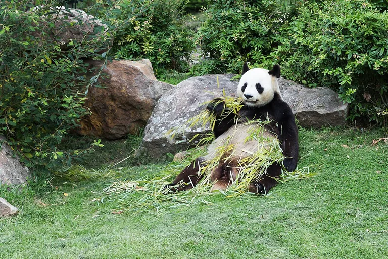 Giant panda sitting among leafy branches