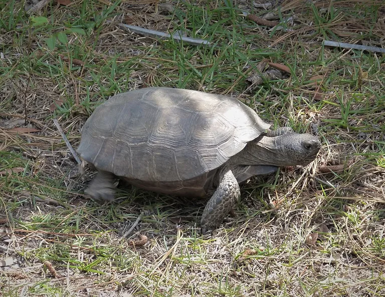 Gopher tortoise standing among dry leaves and low vegetation